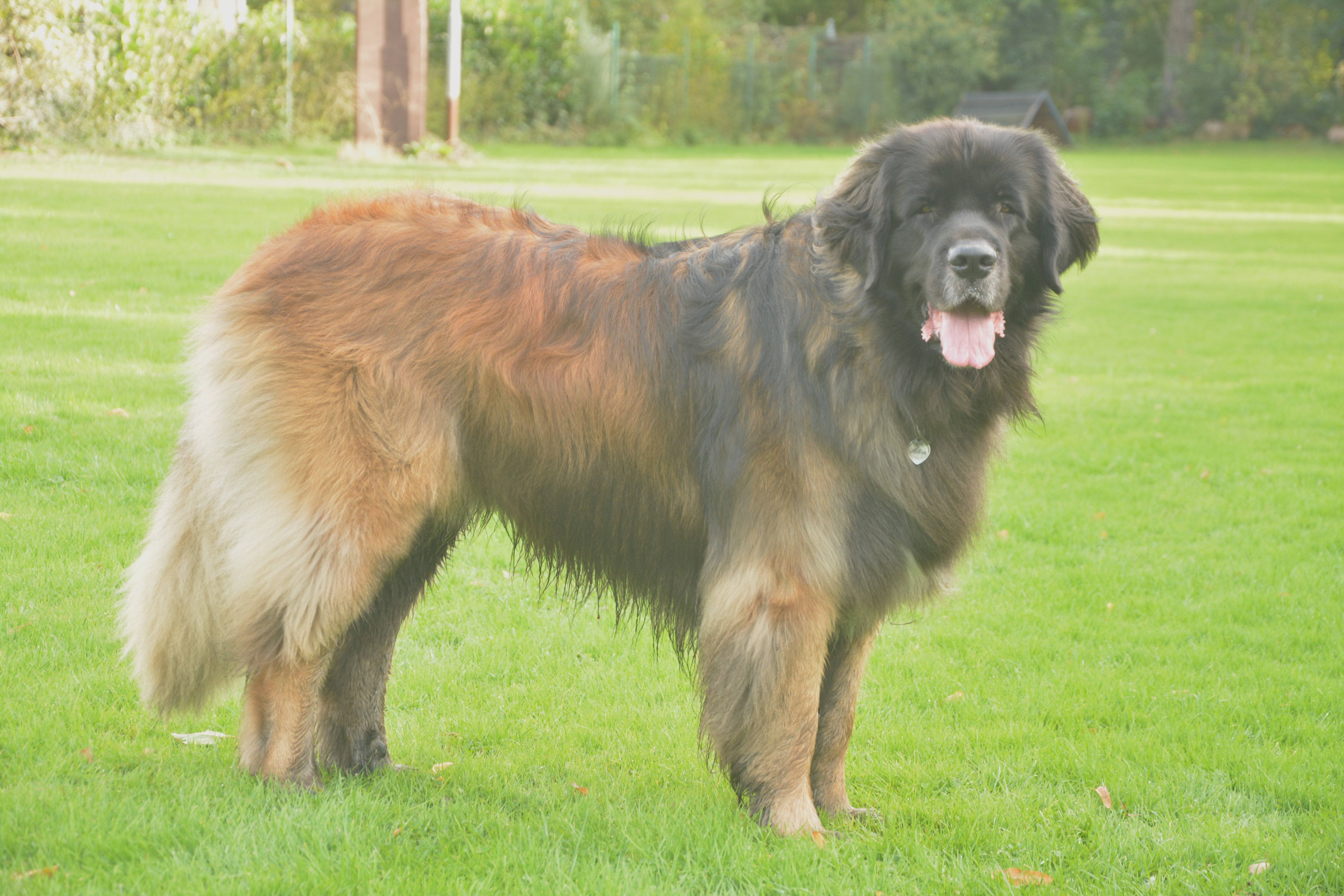 Don Jerome Leo vom Flammberg 2