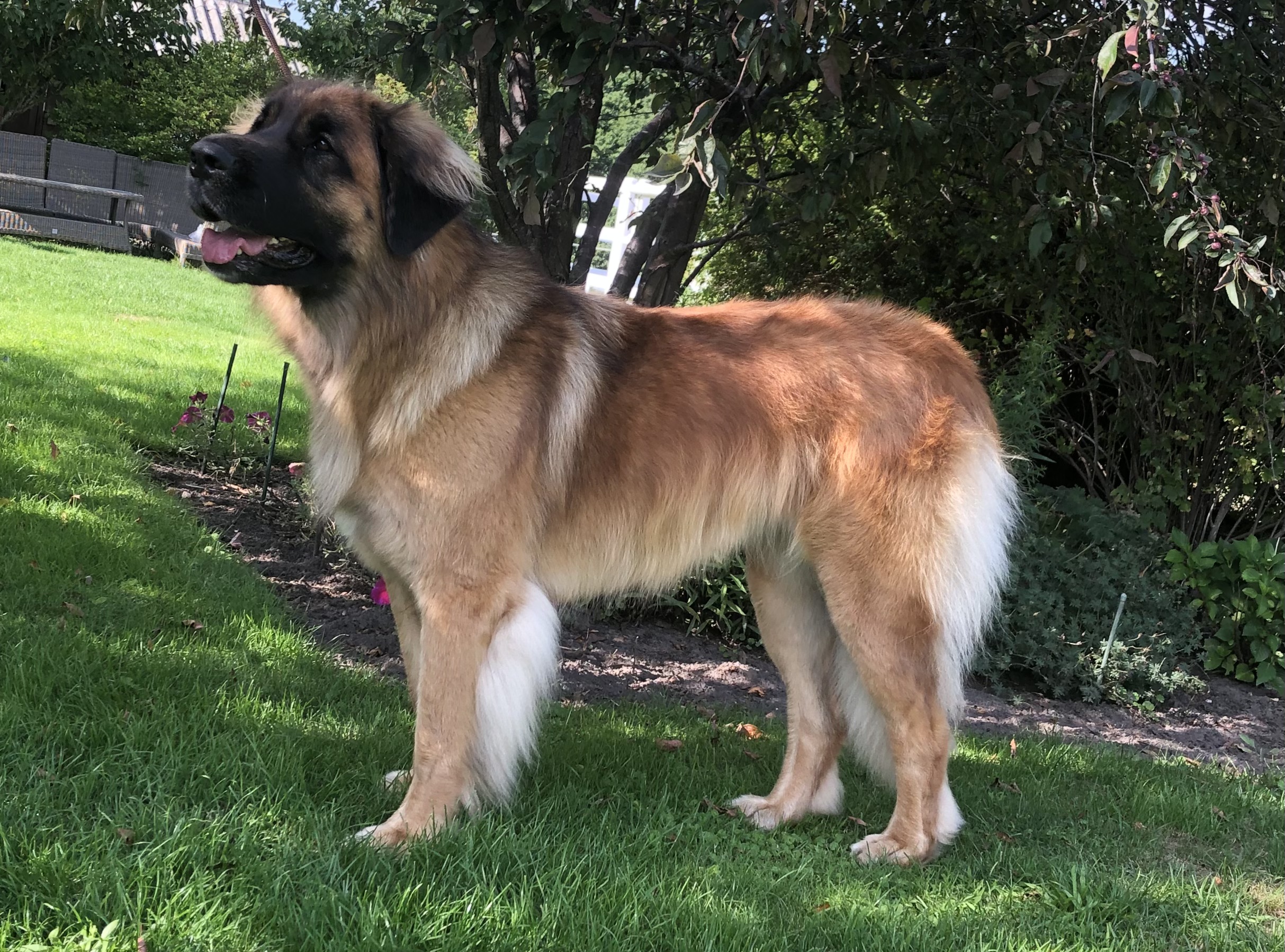 Gipsy vom Biebergarten